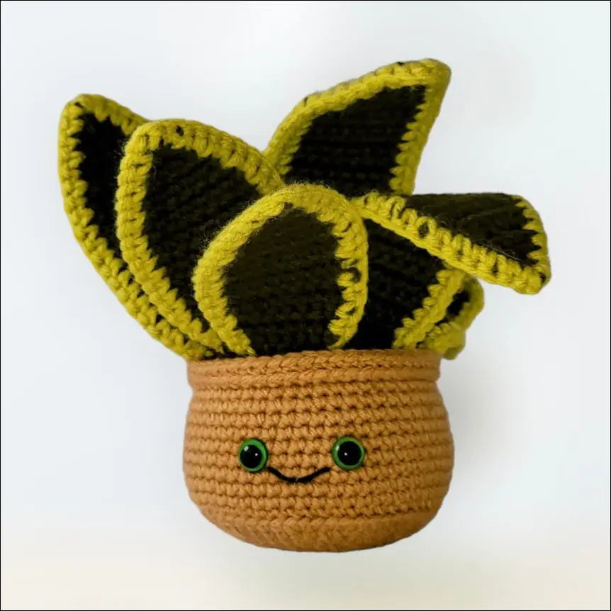 Snake plant plant